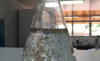 Dois bioinseticidas para combater o mosquito  Aedes aegypti