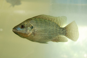 peixe tilápia