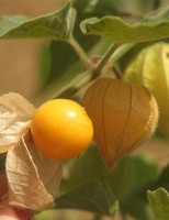 Uma hortaliça pouco conhecida está no mercado para o produtor