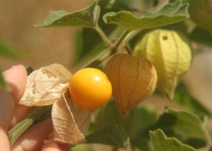 physalis