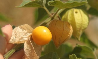 Uma hortaliça pouco conhecida está no mercado para o produtor