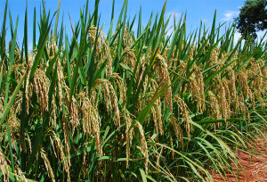 plantação de arroz