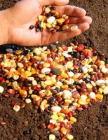 Pequeno agricultor tem mais segurança quando produz a própria semente de feijão