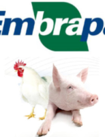 Americanos dizem que o Brasil será destaque na produção de aves e suínos