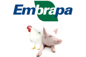 suino e ave embrapa