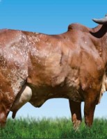 O touro gir campeão de leite em reprodução