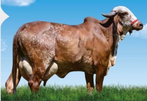 vaca gir