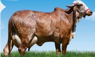 O touro gir campeão de leite em reprodução