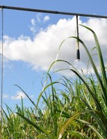 Cana de açúcar irrigada e adubada tem maior produtividade no Cerrado