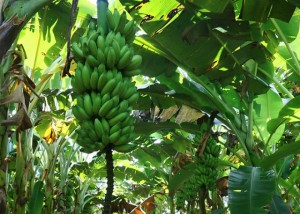 bananal 2