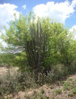 Técnicas para preparar plantas da caatinga na ração animal