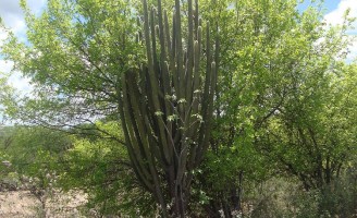 Técnicas para preparar plantas da caatinga na ração animal