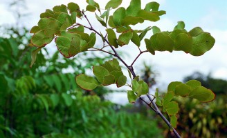 Plantas nativas do semiárido podem ser solução de alimento para o rebanho