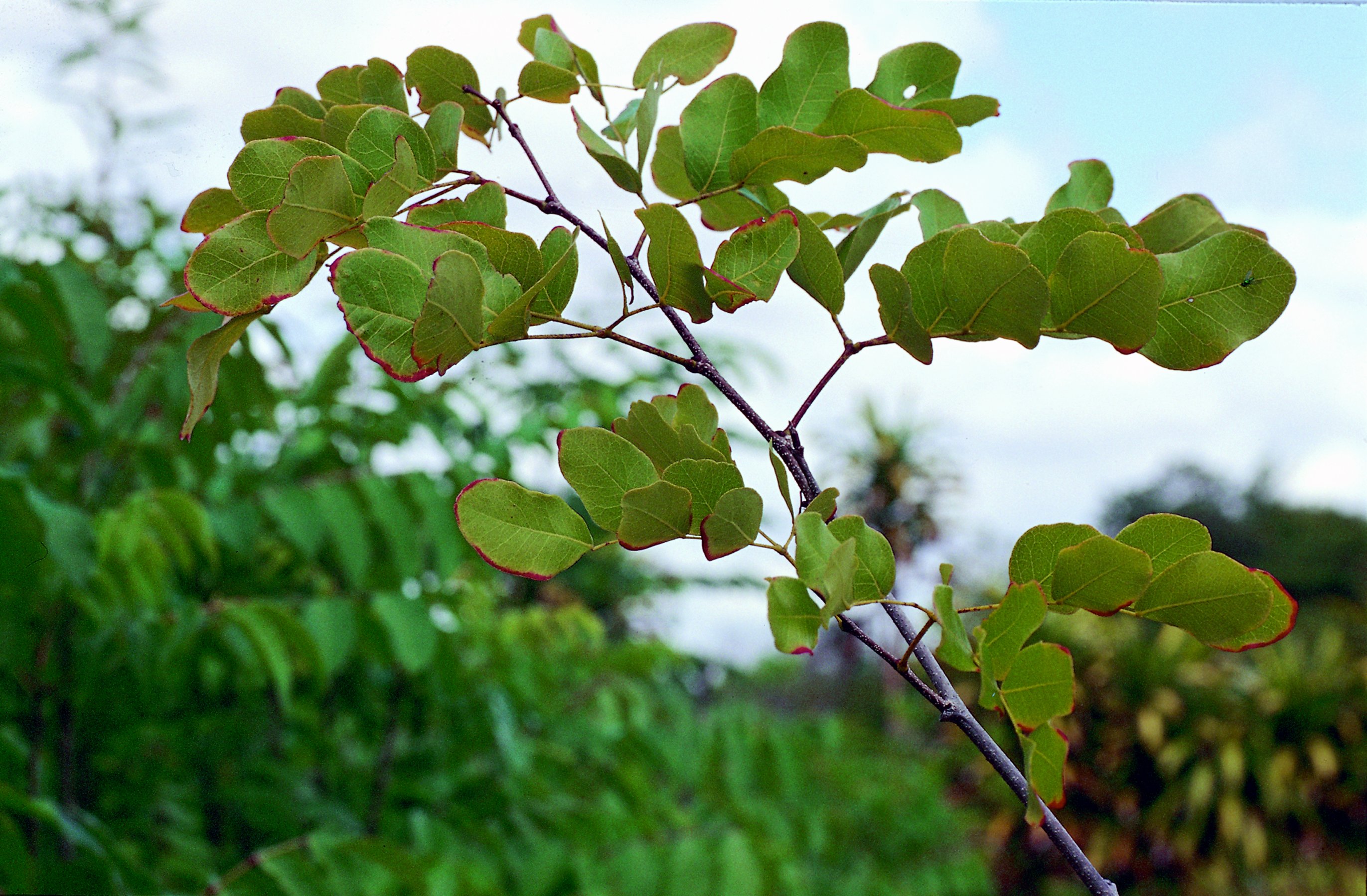 Plantas nativas do semiárido podem ser solução de alimento para o rebanho