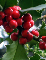 Relatório aponta um crescimento para o consumo mundial de café