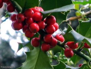 café no galho.