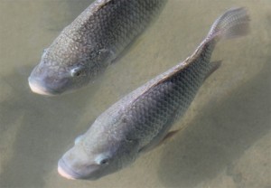 criacao-de-tilapia-1-cursos-cpt