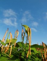 Está crescendo o interesse de produtores pelo Feijão-caupi