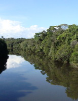 Florestal brasileiras são estudadas por pesquisadores da Embrapa