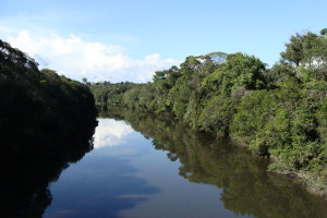 floresta amazônica