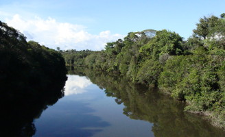 Florestal brasileiras são estudadas por pesquisadores da Embrapa