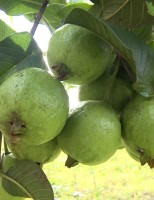Produtores do cerrado terão palestras para orientar sobre produção de uva e goiaba