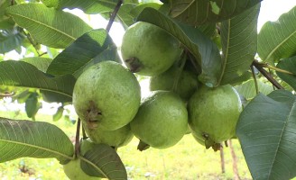 Produtores do cerrado terão palestras para orientar sobre produção de uva e goiaba