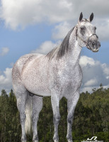 Hoje é dia do excelente Leilão do Haras Casa Branca de cavalos quarto de milha