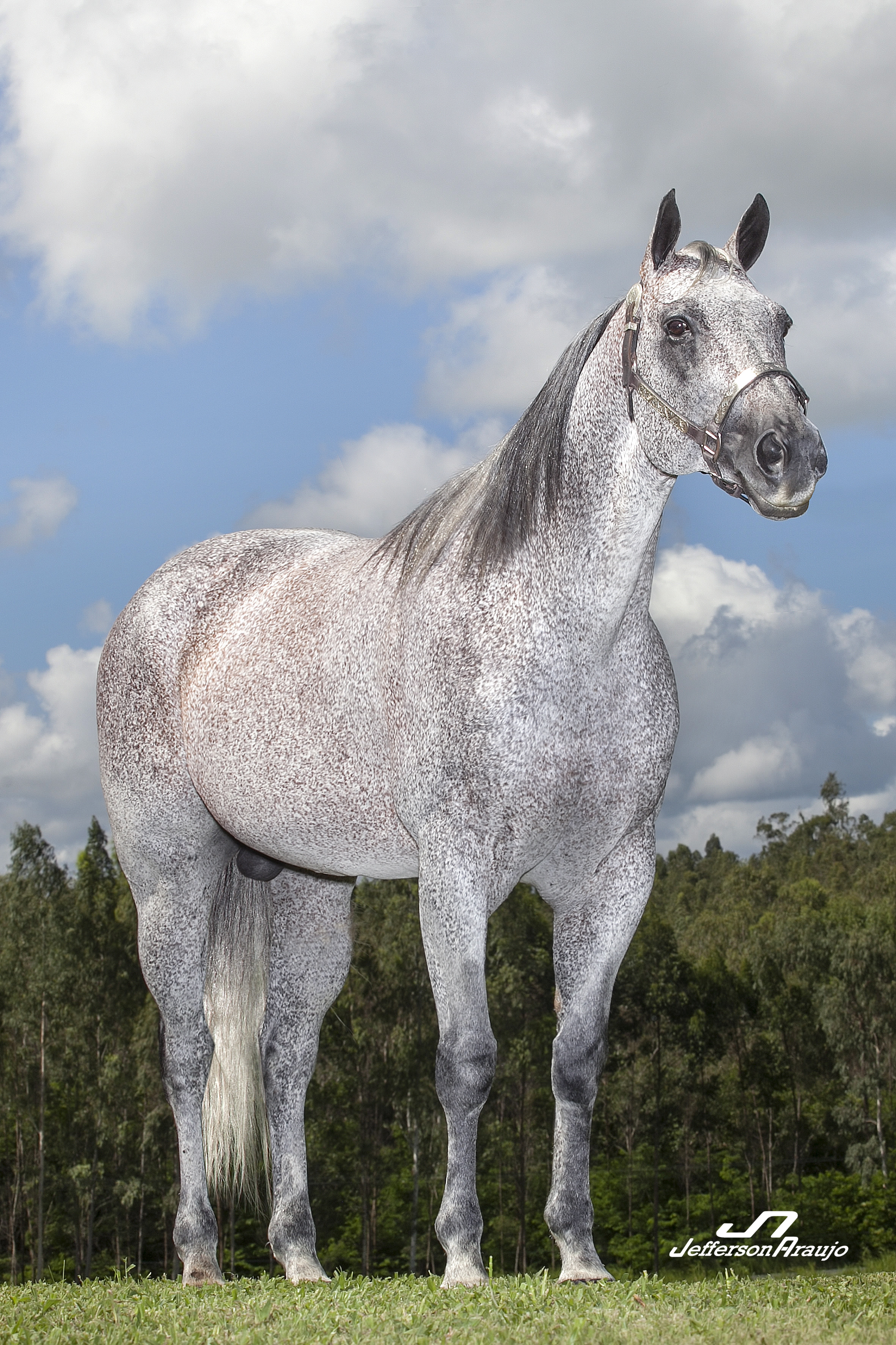 Hoje é dia do excelente Leilão do Haras Casa Branca de cavalos quarto de milha