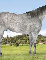 Haras Casa Branca completa 20 anos promovendo o quarto de milha com leilão tradicional