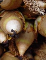 A palmeira do norte vai começar a ser melhor aproveitada pelos agricultores