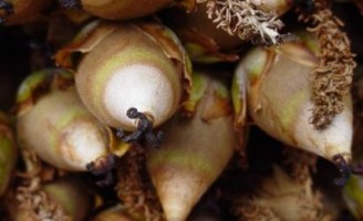 A palmeira do norte vai começar a ser melhor aproveitada pelos agricultores