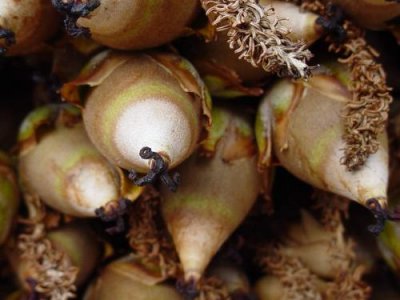 A palmeira do norte vai começar a ser melhor aproveitada pelos agricultores