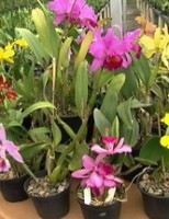 O pequeno agricultor pode ganhar mais dinheiro plantando flores