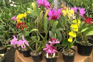 O pequeno agricultor pode ganhar mais dinheiro plantando flores