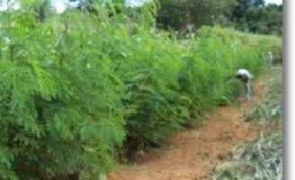 A qualidade da planta nativa do sertão para alimentar os animais durante a seca