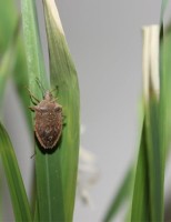 Autorizada patente para método que vai acabar com o percevejo que ataca plantações de arroz