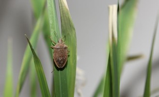Autorizada patente para método que vai acabar com o percevejo que ataca plantações de arroz