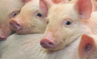 As micotoxinas pode prejudicar a criação de porcos e devem ser combatidas