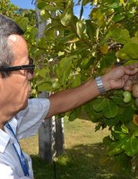 Praga que destrói as plantações da caju já tem remédio para controle