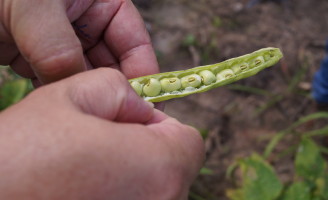 Hoje é o último dia para inscrições de agricultores alagoanos ao Programa de Distribuição de Sementes