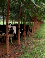 Conforto térmico do rebanho no campo é calculado por uma planilha de sombreamento