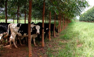 Conforto térmico do rebanho no campo é calculado por uma planilha de sombreamento