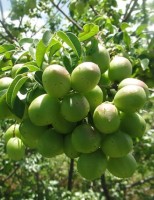 Frutas nativas da caatinga são opções de renda para o pequeno agricultor