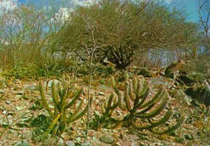 Caatinga2