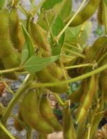 Alagoas quer diversificar produção agrícola e estimula plantação de milho e soja