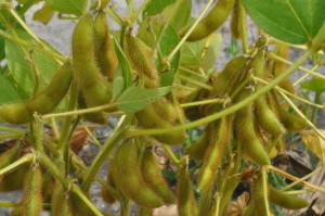 Soja em alagoas