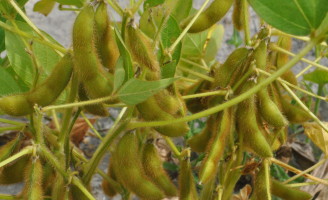 Alagoas quer diversificar produção agrícola e estimula plantação de milho e soja
