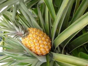 abacaxi fruta