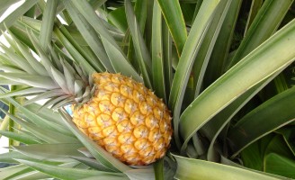 Oportunidade para quem quiser aprender a cultivar abacaxi